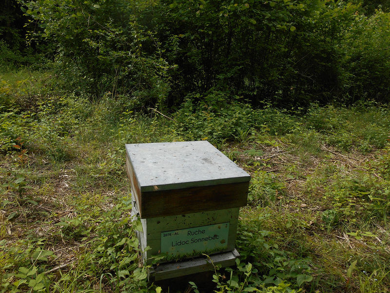 La ruche Lidoc Sonnebec